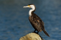 Kormoran pestry - Phalacrocorax varius - Great Pied Cormorant 5546